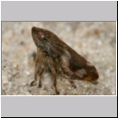 Aphrophora alni - Erlenschaumzikade 06a.jpg